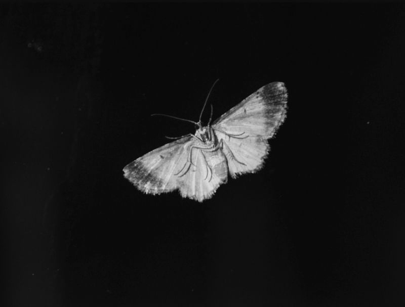 INSECTUS02
