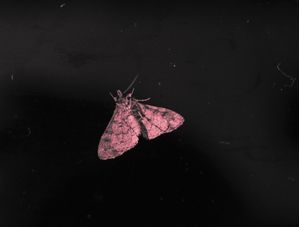 INSECTUS03