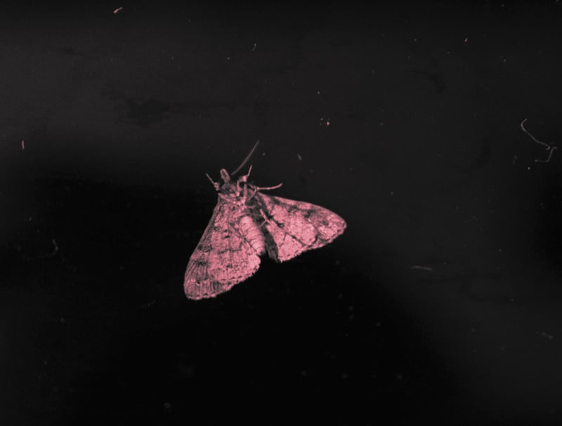 INSECTUS03