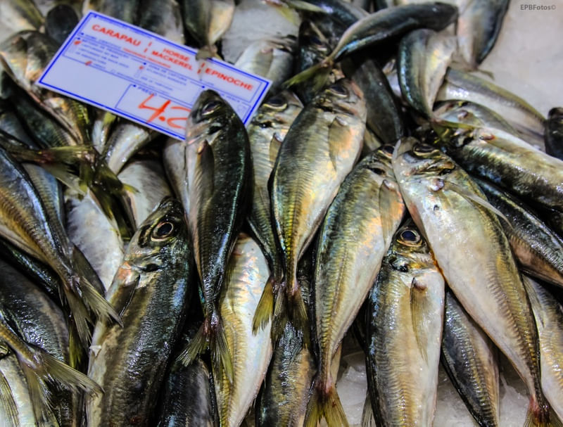 PEIXES DE LISBOA
