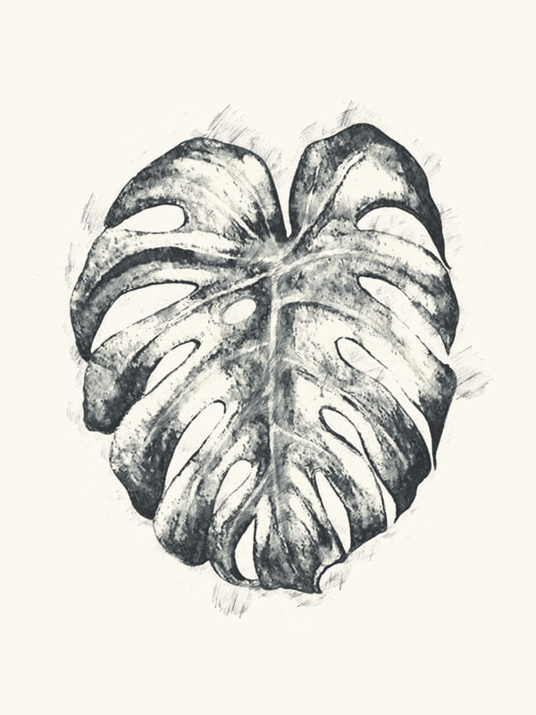 MONSTERA MINIMALISM