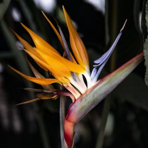 BROMÉLIA VOADORA