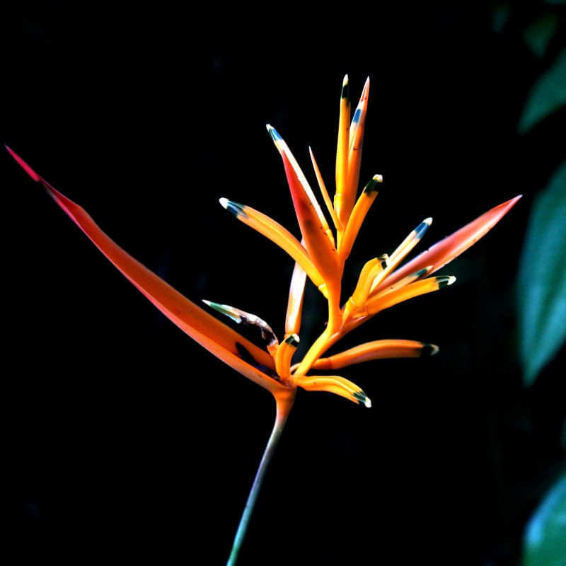 FLOR 568