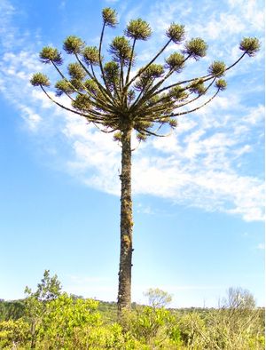 ARAUCÁRIA EM CAMBARÁ DO SUL