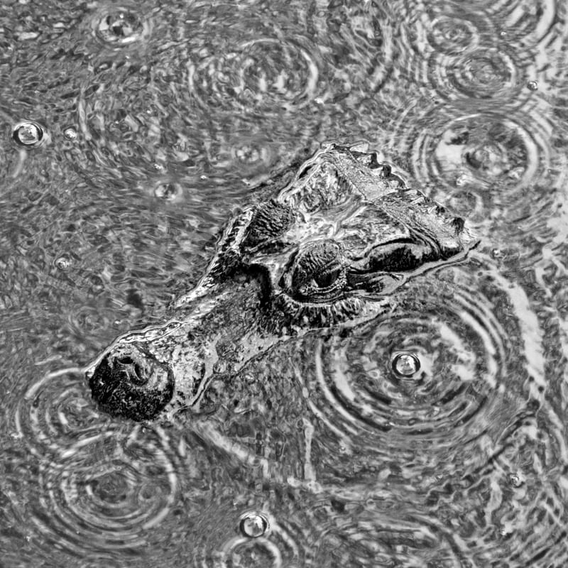JACARÉ NA CHUVA