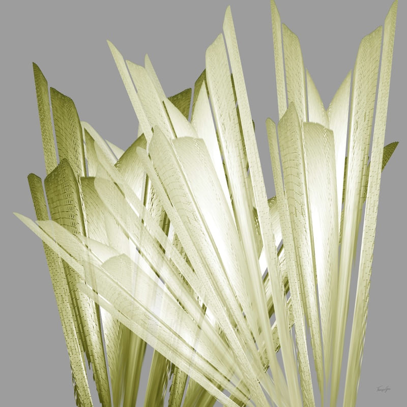 PLANTAS - MATO