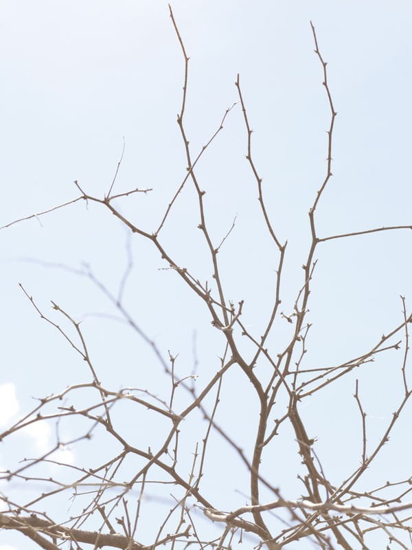 GOTHIC BRANCHES