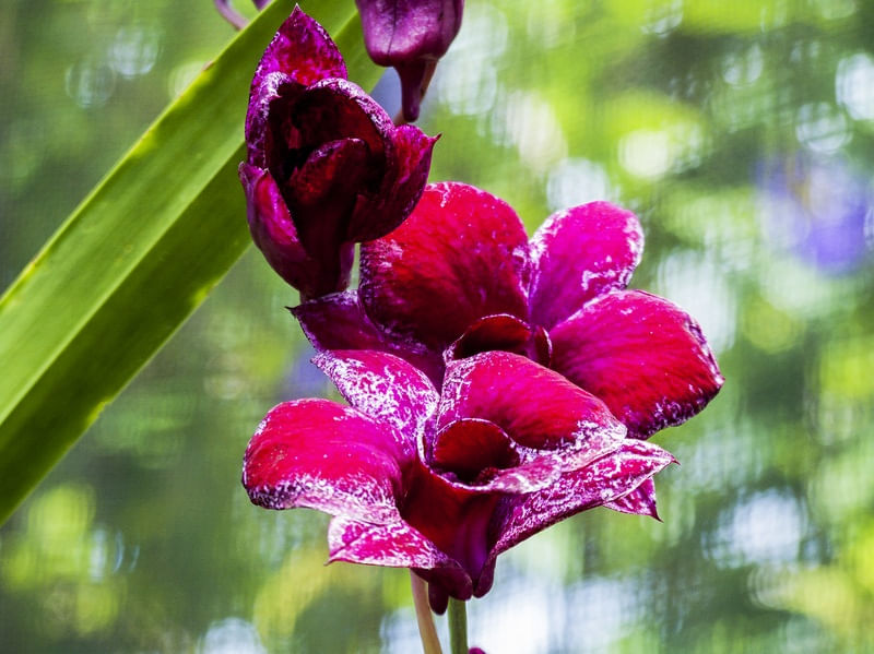 ORQUÍDEA 42018 - H 03