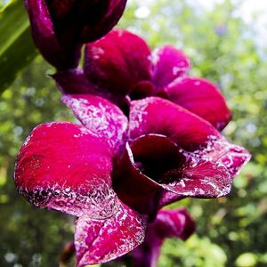 ORQUÍDEA 42018 - H 02