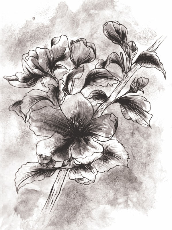 HIBISCUS SILENCIOSOS