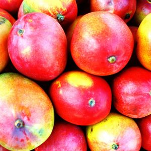 MANGO 55