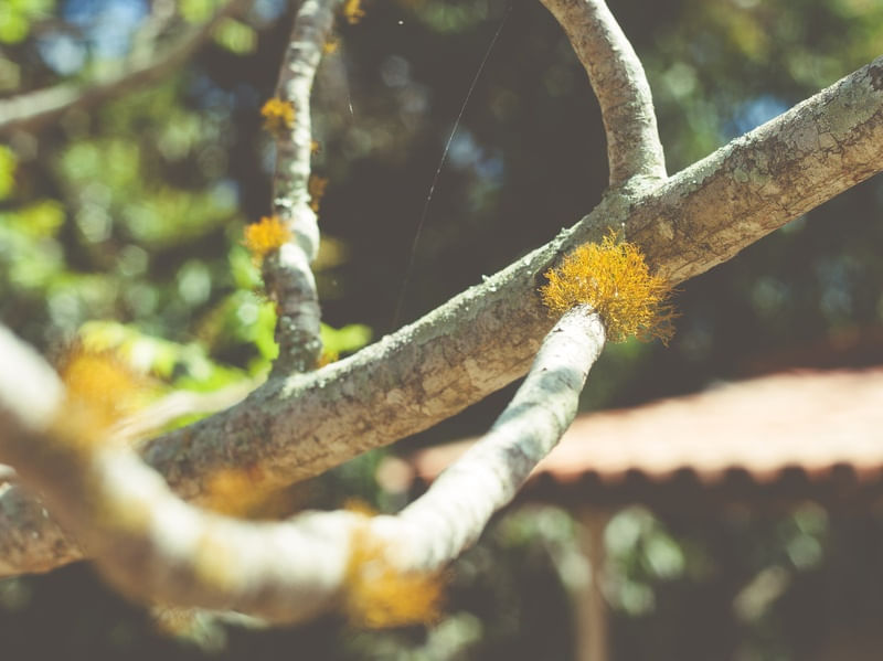 PARASITA AMARELO