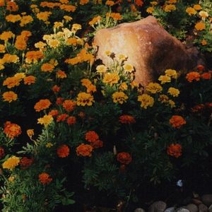 PEDRA E FLORES