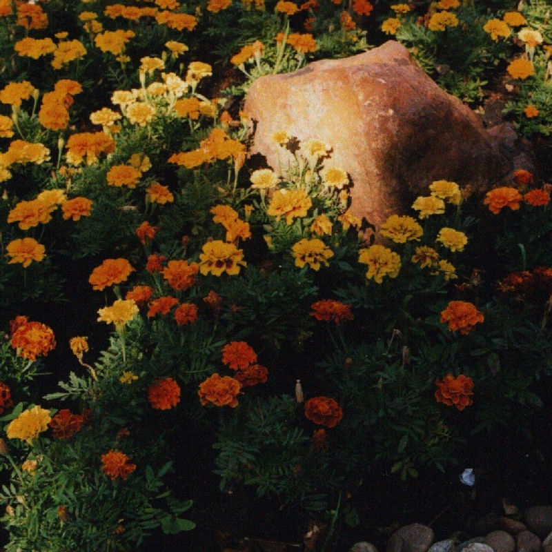 PEDRA E FLORES