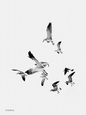 MINIMAL MI1 TRIBUTE THE BIRDS