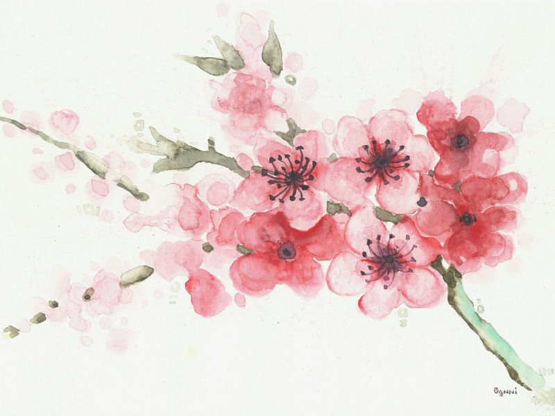 SAKURA WATERCOLOR II