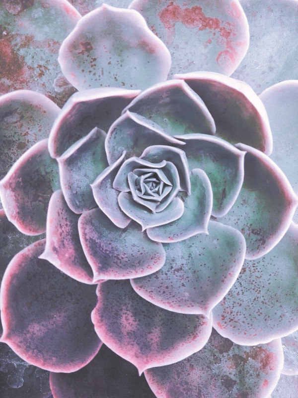 SWEET SUCCULENT