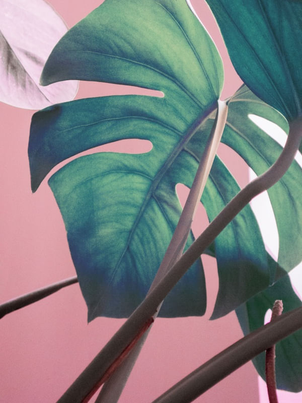 SWEET MONSTERA LEAVES 2