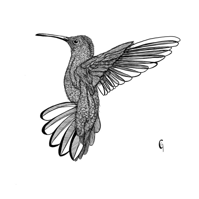 LIBRE COLIBRI