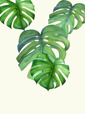 MONSTERA GREEN LEAF