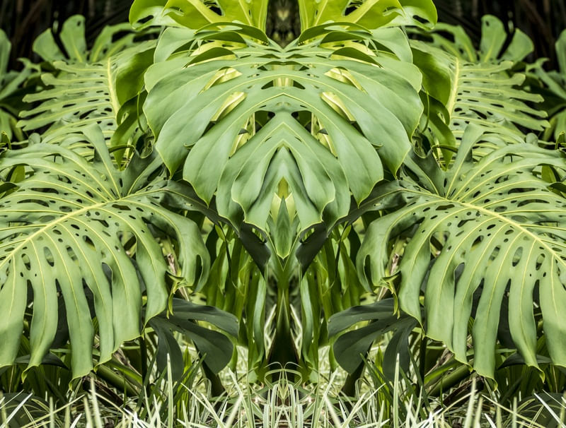 COSTELA ESPELHADA