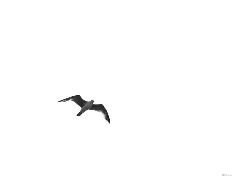 GAIVOTAS DE PORTUGAL