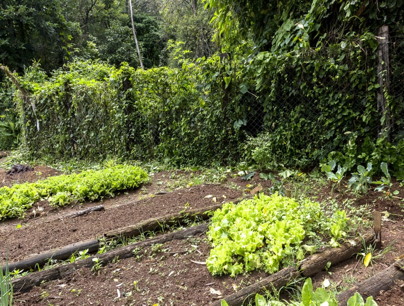 CERCA VERDE