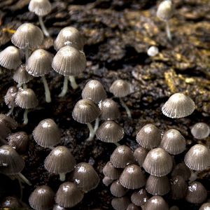 CUMELOS MORRONS