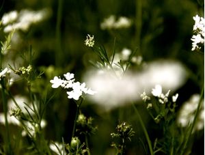 FLOR DE COENTRO