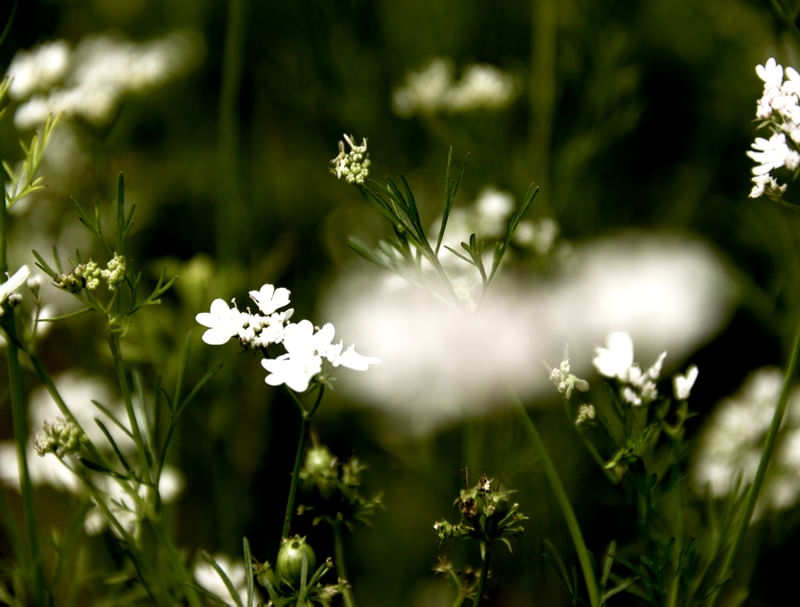 FLOR DE COENTRO