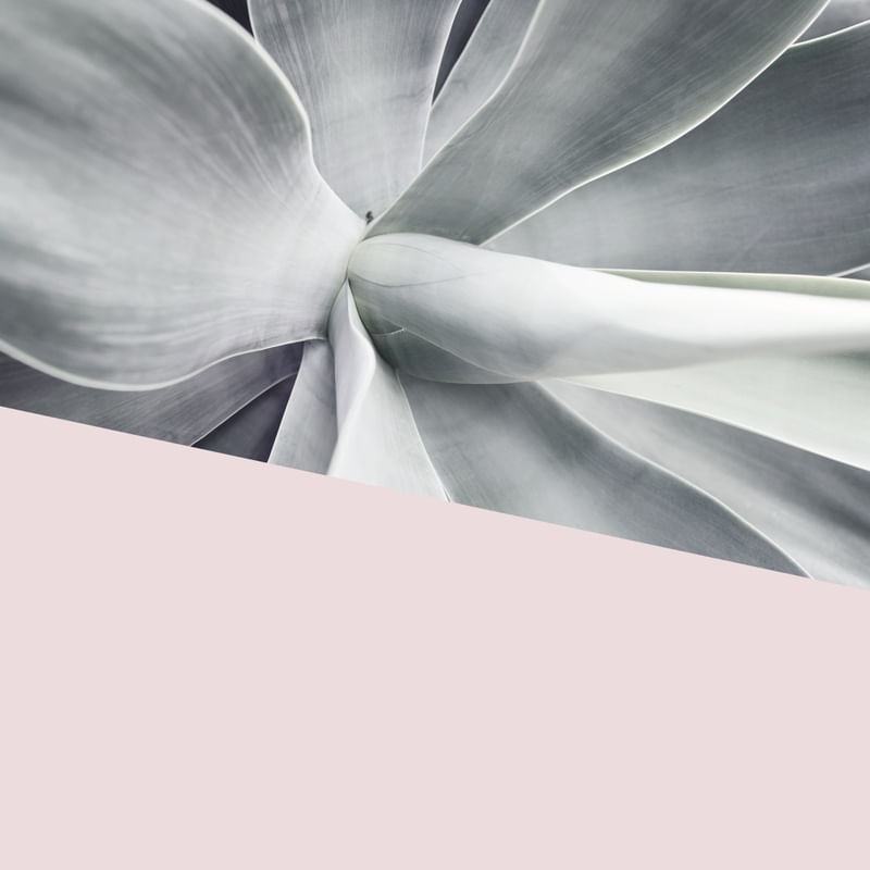 CACTOS E ROSA III