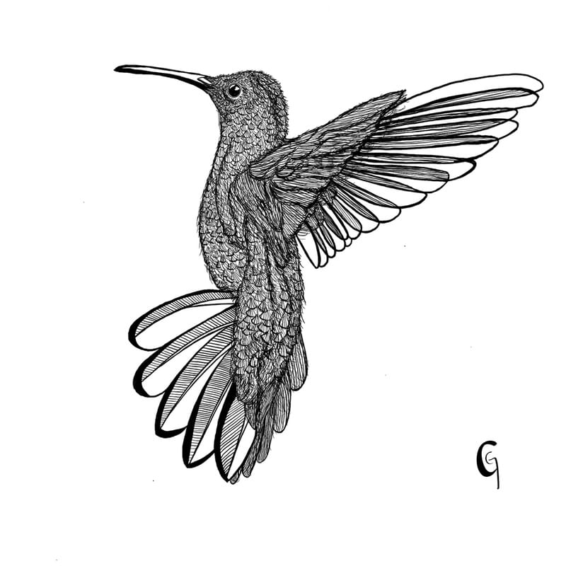 VOA COLIBRI