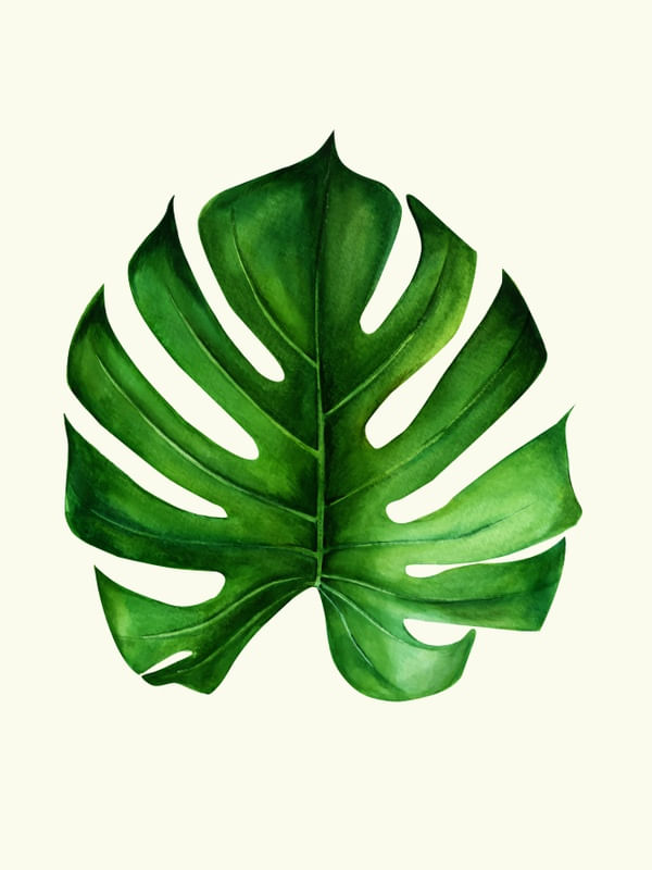 MONSTERA LEAF GREEN