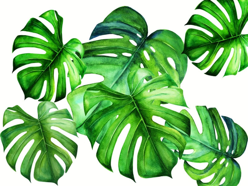 TROPICAL MONSTERA LEAF