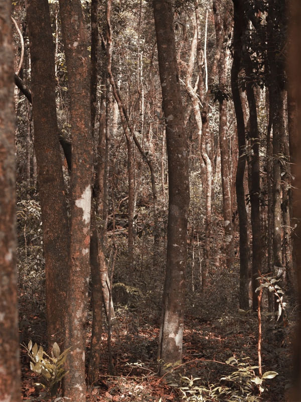 AUTUM FOREST