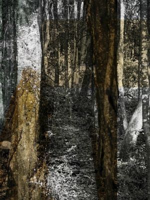 FAR INTO THE FOREST