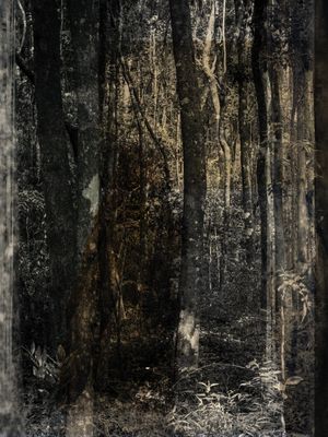 INSIGHT FOREST