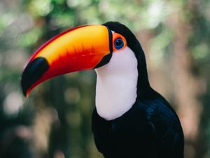 RETRATO TUCANO