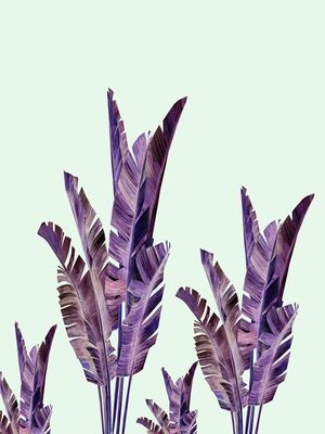 PURPLE BANANA LEAVES