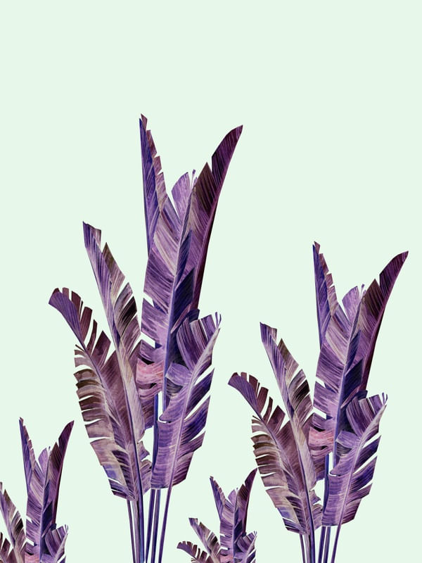 PURPLE BANANA LEAVES