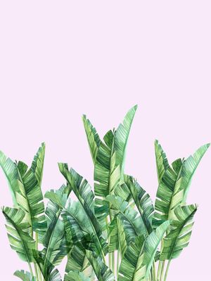 BANANA LEAVES OVER PINK