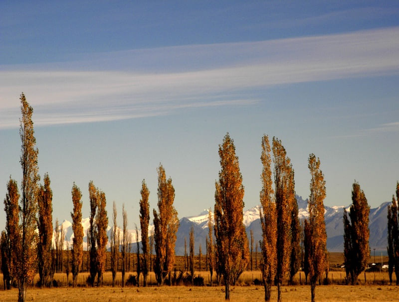 PINHEIRO DA PATAGONIA