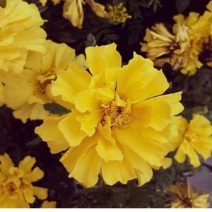 PRETTY YELLOW FLOWER