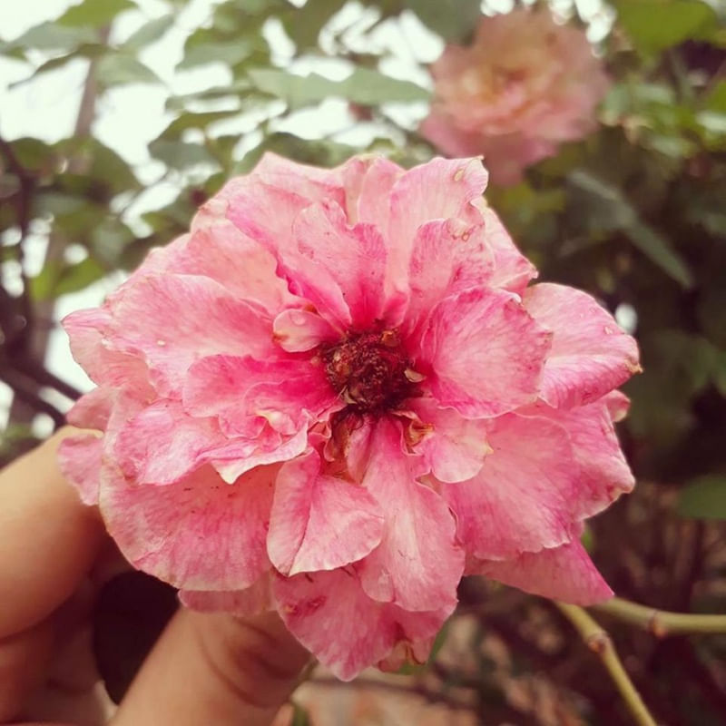 PINK FLOWER ROSE