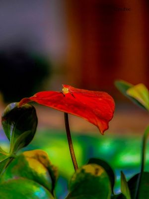 FLOR VM SP1