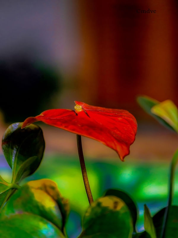 FLOR VM SP1