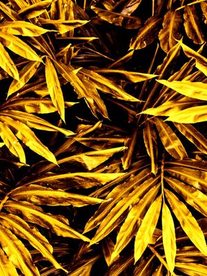 GOLDEN LUSH - 1