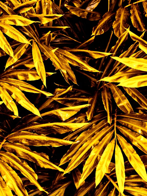 GOLDEN LUSH - 1