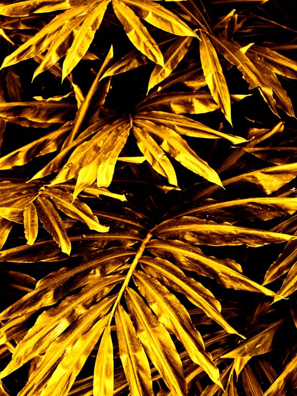 GOLDEN LUSH - 2