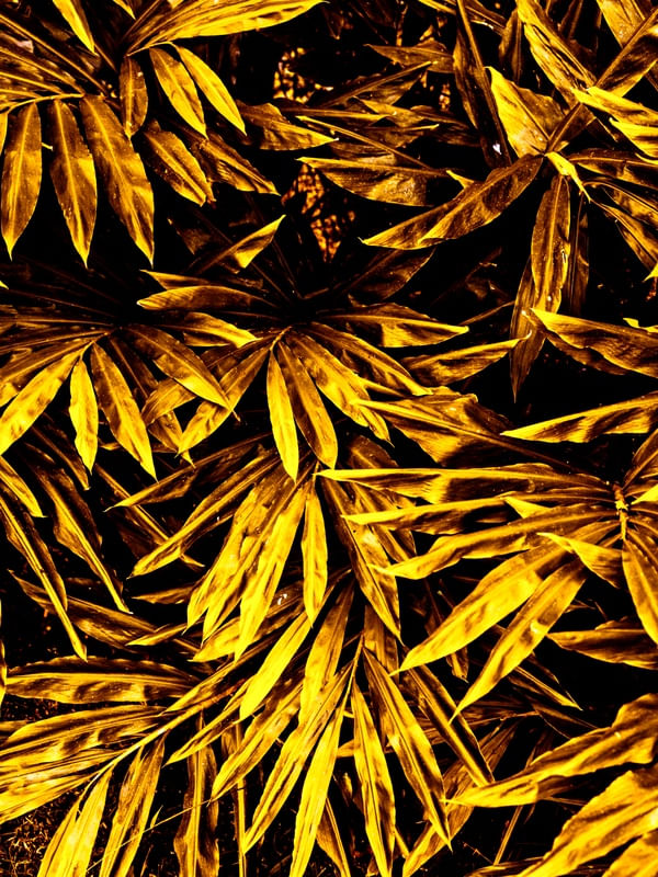 GOLDEN LUSH - 3